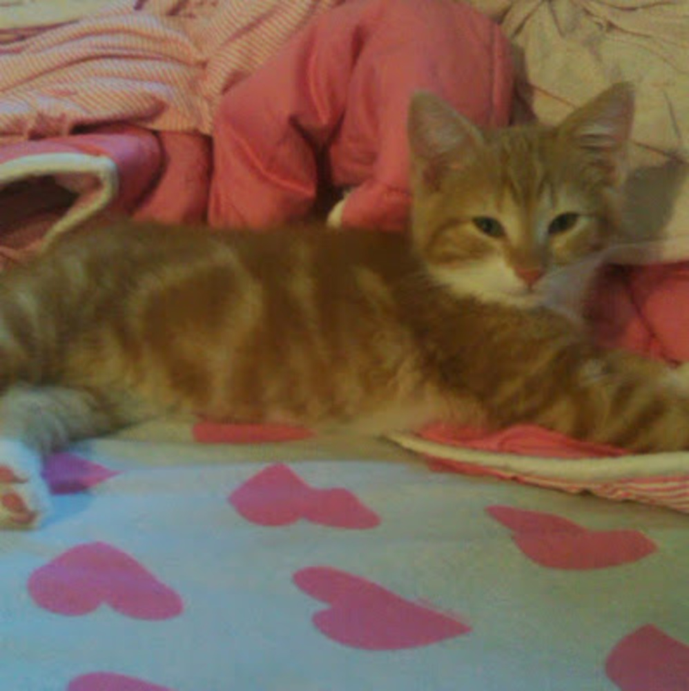 Meet your Posher, Ashley